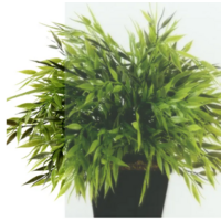 Triton Терра Голд 120х90 (без поддона) Image #11